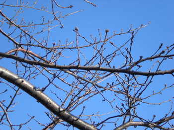 sakura tree.JPG